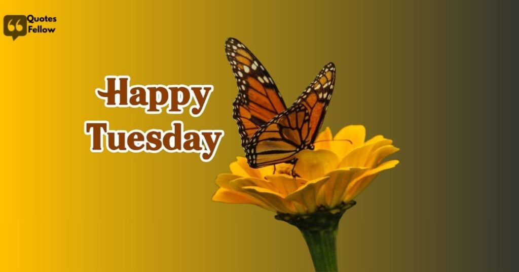 happy tuesday motivation quotes